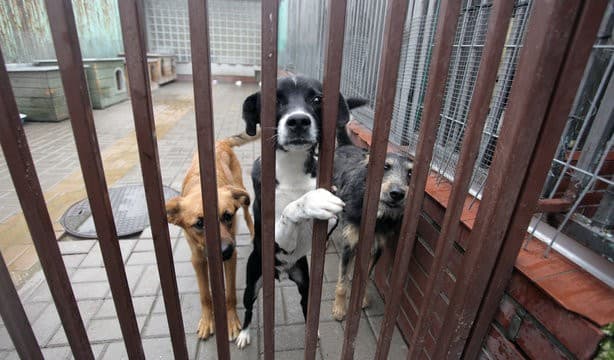 My 21st Birthday Wish: Helping Shelter Animals 🐾❤️